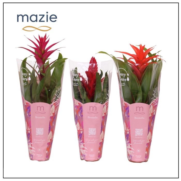 <h4>Bromelia gemengd</h4>