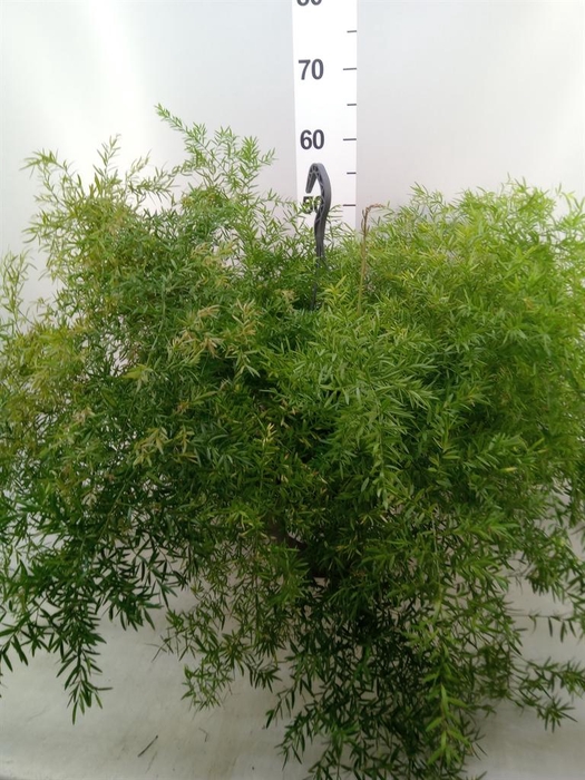 <h4>Asparagus   ...</h4>