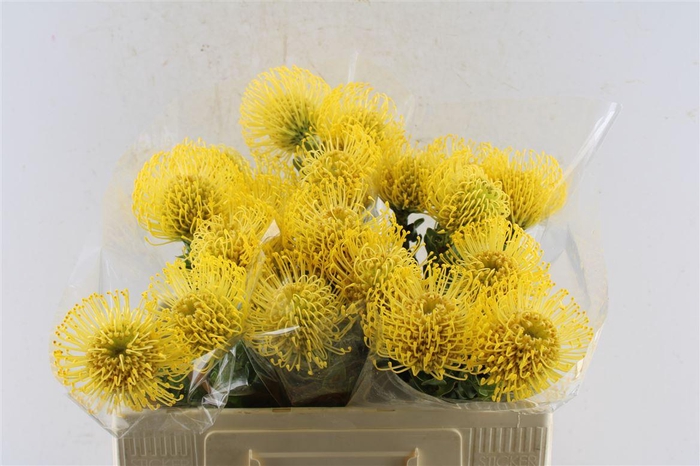 <h4>Leuco Co High Gold</h4>