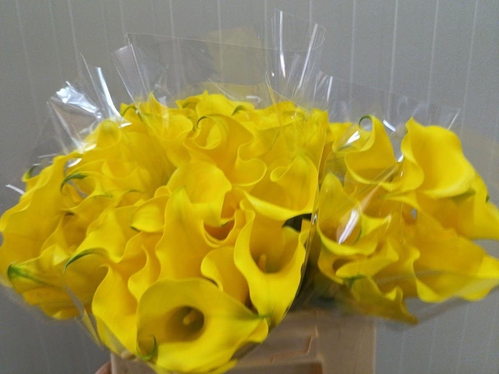 <h4>ZANT CAPT SOLO</h4>