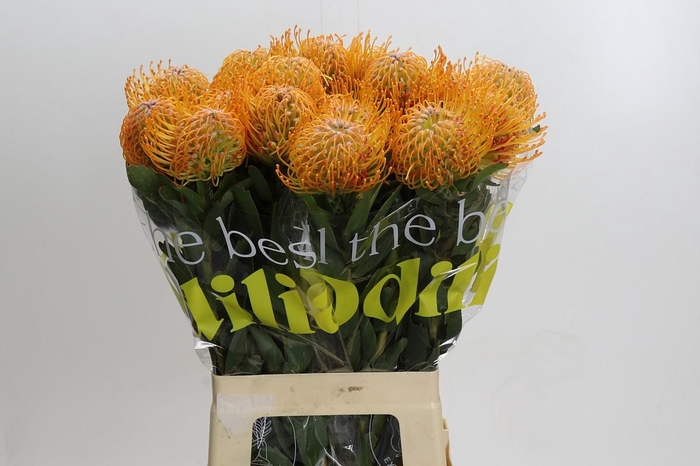 <h4>Nutans Soleil</h4>