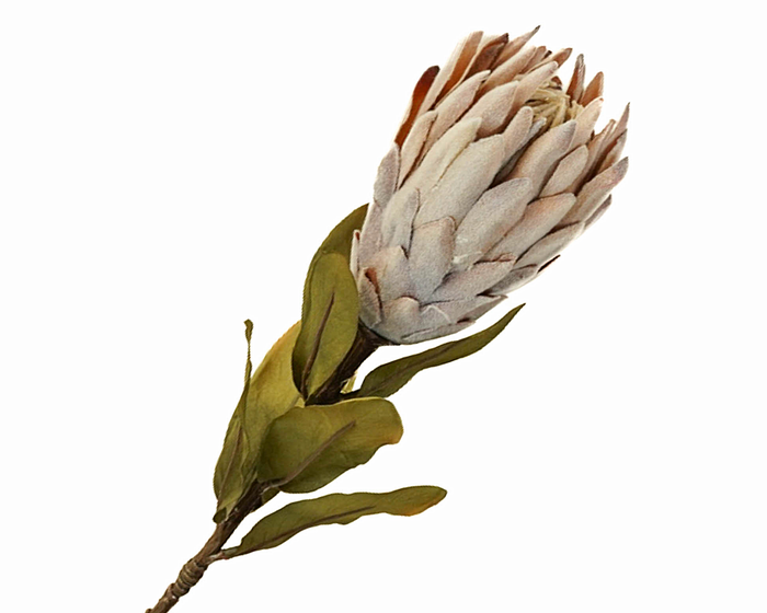 Protea Beige