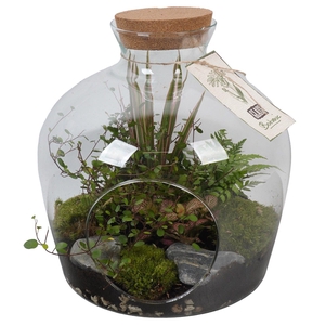 PTGIG2153 Arrangement Greens in glass in glazen terrarium