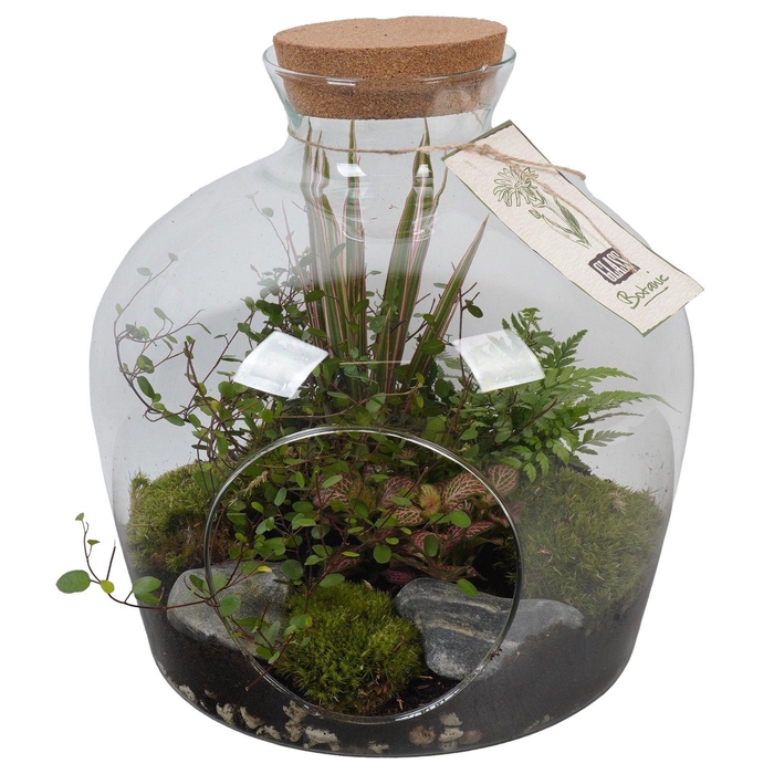 <h4>PTGIG2153 Arrangement Greens in glass in glazen terrarium</h4>