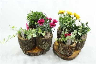 <h4>4651 Hout 3 Potje Plants</h4>
