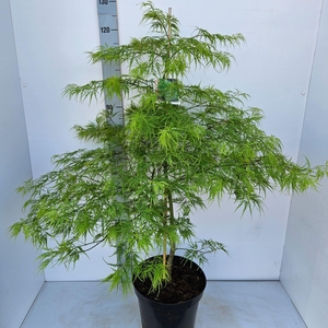 Acer palmatum Dissectum