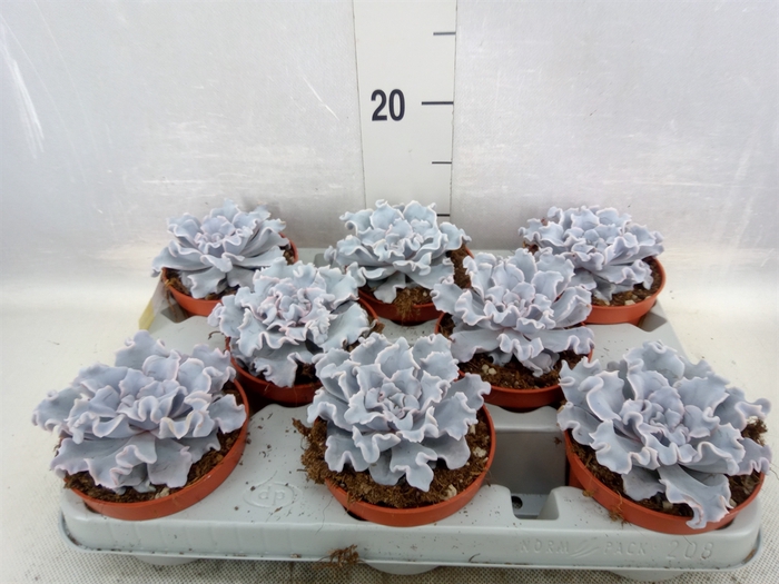 <h4>Echeveria   ...</h4>