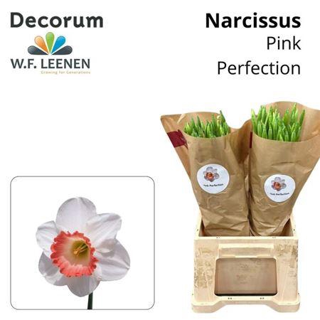 <h4>Narc Pink Perfection</h4>