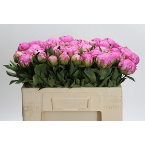 Paeonia Dr Alexander Fleming