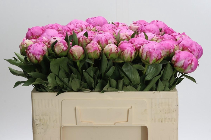 <h4>Paeonia Dr Alexander Fleming</h4>