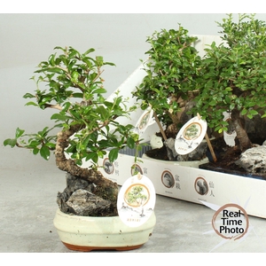BONSAI GEM