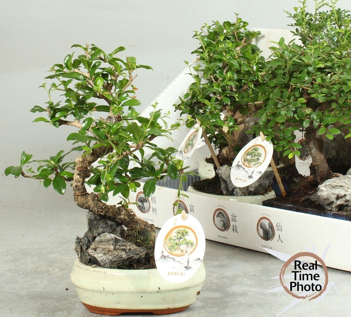 <h4>BONSAI GEM</h4>