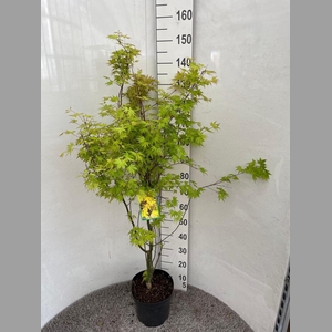 ACER PA ORANGE DREAM