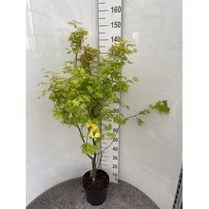 ACER PA ORANGE DREAM