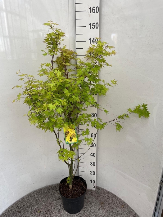 <h4>ACER PA ORANGE DREAM</h4>