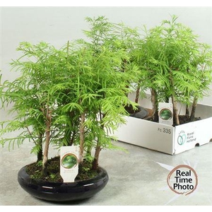 ** Bonsai Larix * Spring Deal *