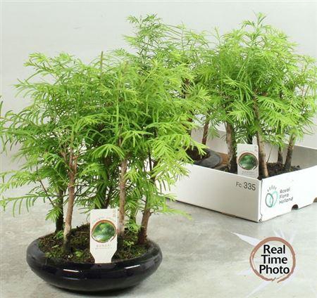 <h4>Bonsai Larix Wood</h4>