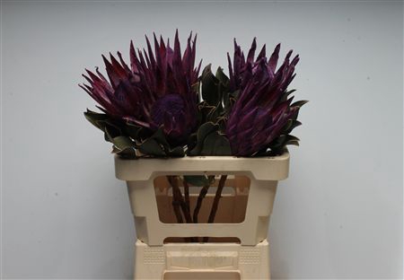 <h4>Protea Klbh Purple</h4>