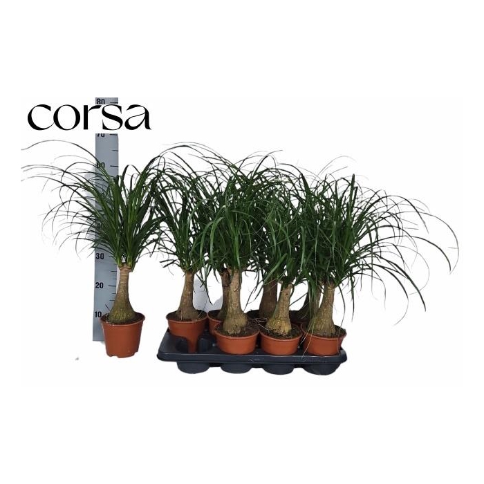 <h4>BEAUCARNEA RECUR</h4>