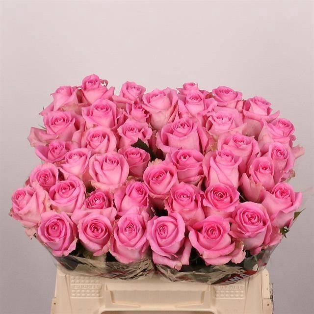 <h4>R GR REVIVAL</h4>