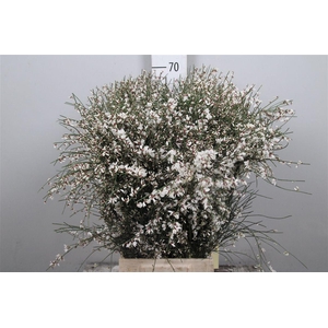 Genista White (400gr) Xxl