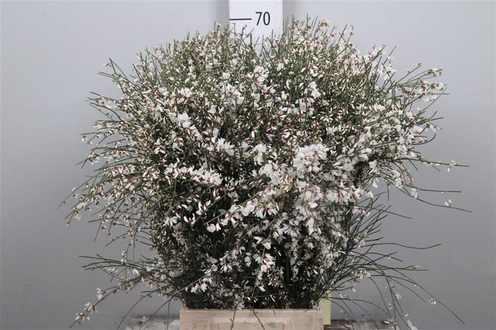 <h4>Genista White (400gr) Xxl</h4>