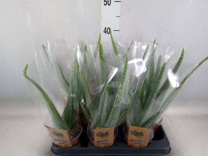 <h4>Aloe vera</h4>