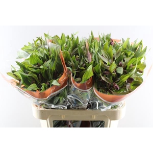 Alstr Hiphop (oranje)