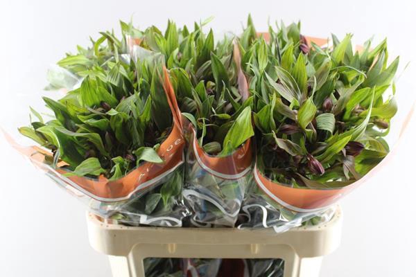 <h4>Alstr Hiphop (oranje)</h4>