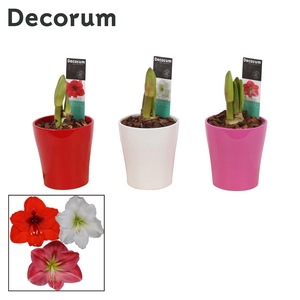Amaryllis Mix 2 Knop in Ompot Amy (Decorum)
