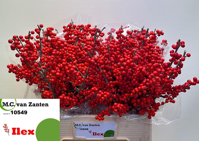 <h4>ILEX VE RODE BES</h4>