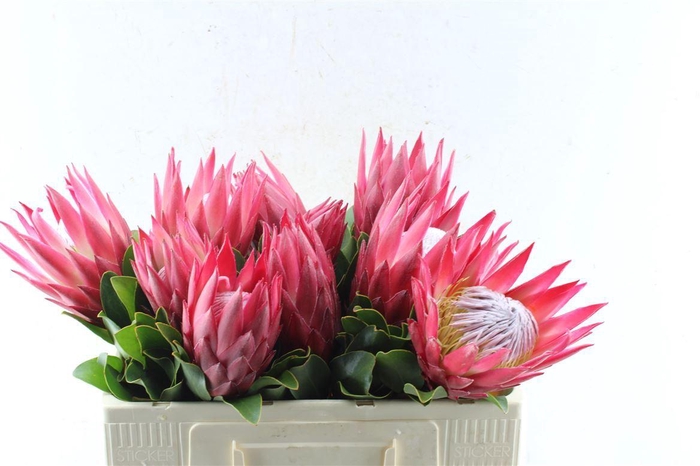 <h4>Protea Cy Madiba</h4>