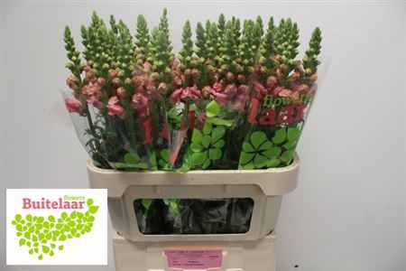 <h4>Antirrhinum Po Pink</h4>