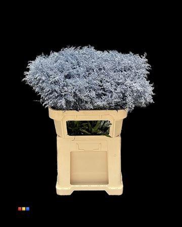 <h4>Solidago Metallic Purple</h4>