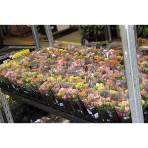 KALANCHOE P06 BICOLOR