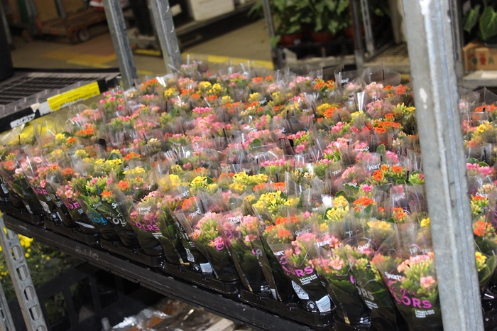 <h4>KALANCHOE P06 BICOLOR</h4>