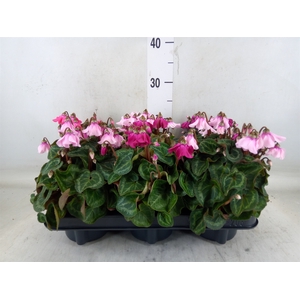 Cyclamen KL 'Petticoat'