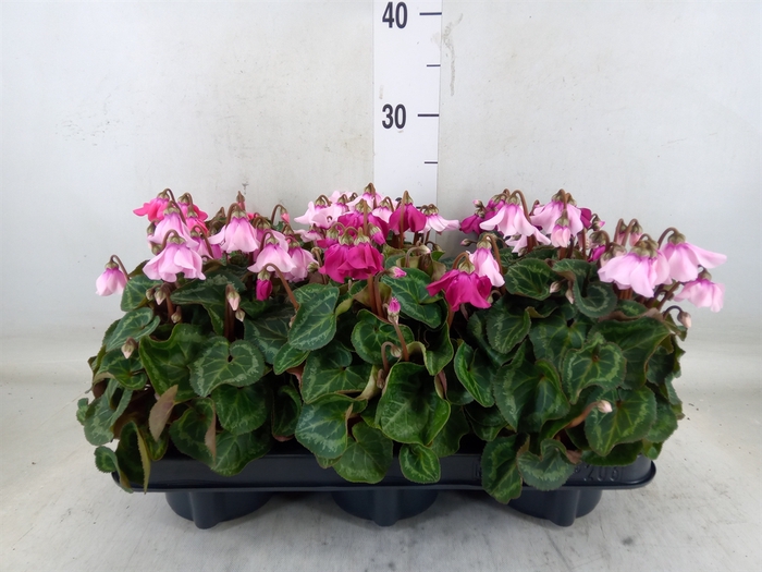 <h4>Cyclamen KL 'Petticoat'</h4>
