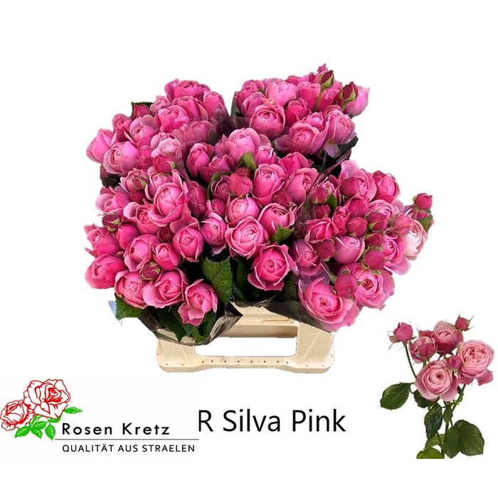 <h4>R Tr Silva Pink+</h4>