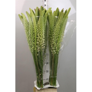 Eremurus Himalaicus