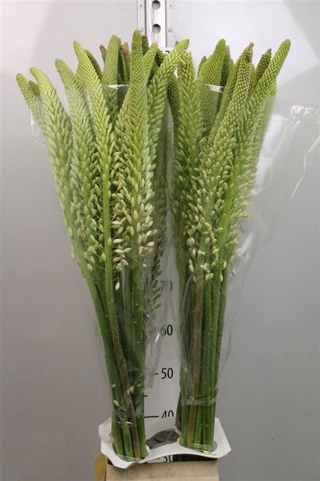 <h4>Eremurus Himalaicus</h4>