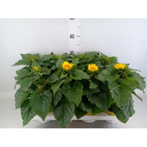 Helianthus an. 'Sunsation'