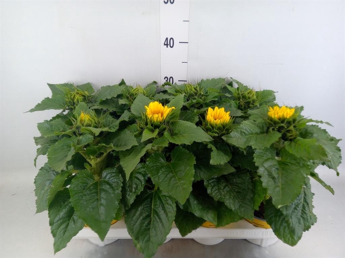 <h4>Helianthus an. 'Sunsation'</h4>