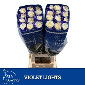 R Gr Klb Violet Lights ATA