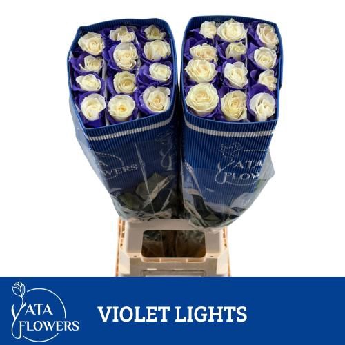 <h4>R Gr Klb Violet Lights ATA</h4>