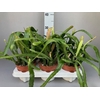 Epiphyllum