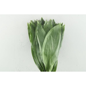 Deco Gr Aspidistra(60 Cm)p.bos