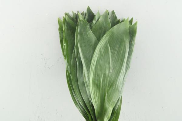 Deco Gr Aspidistra(60 Cm)p.bos