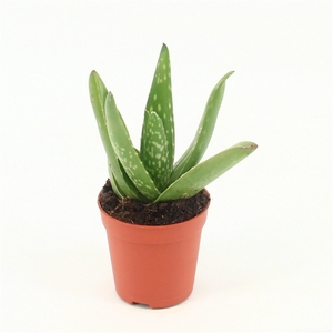 Aloe Vera P5,5 mini