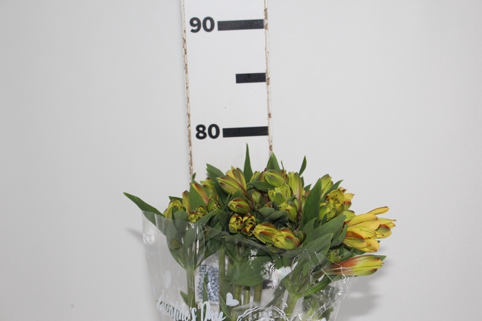<h4>ALSTROEMERIA CARIBBEAN 080 CM</h4>
